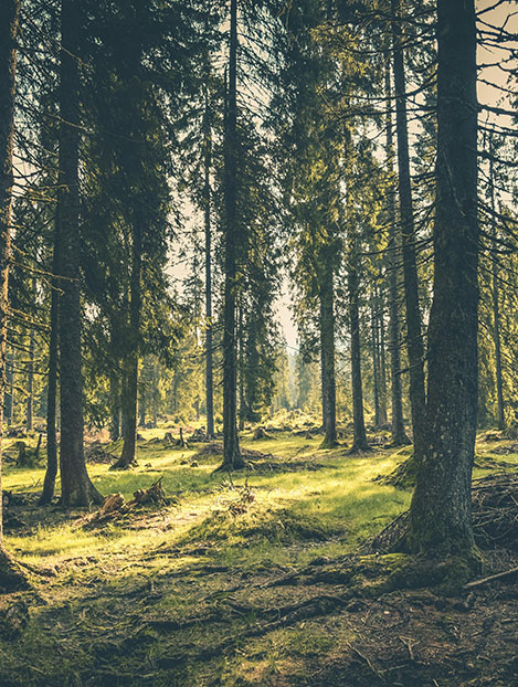 Environment
